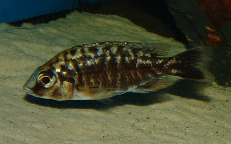 Protomelas taeniolatus 'Nkanda'